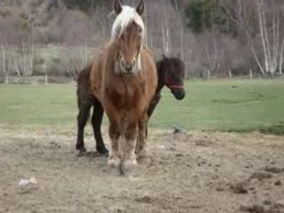 Menaces du cheval + Jumeau + Poulains ...