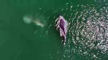 Whale With No Tail Swimming Off The Coast Of Washington State