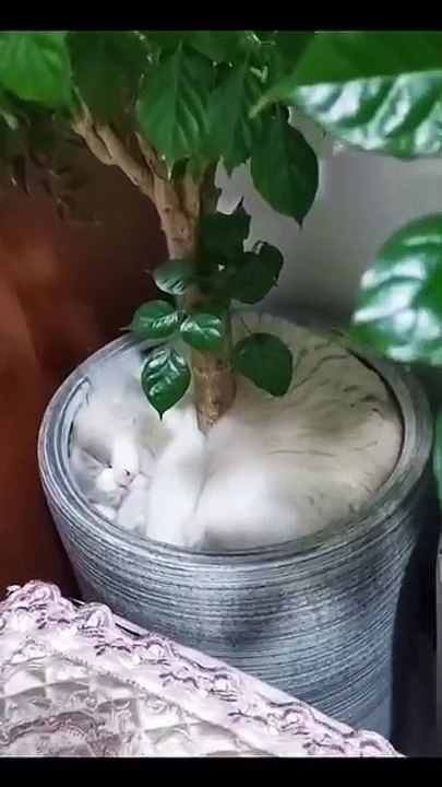 Katze „arbeitet“ an der Tastatur! 20250217