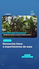 Denuncian freno a exportaciones de soya