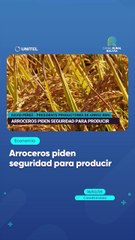Arroceros piden seguridad para producir