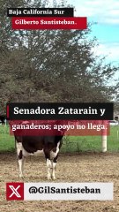 Senadora Zatarain y ganaderos; apoyo no llega.