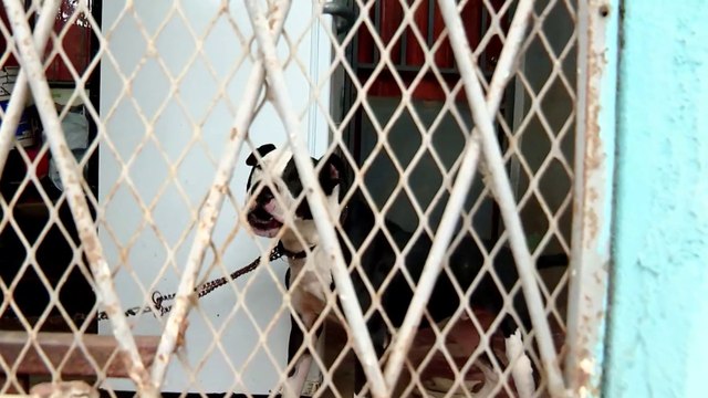 tn7-Dueño-de-perro-que-atacó-a-vecina-de-Purral-se-expone-a-sanciones-civiles-y-penales-170225