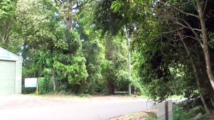 Rare Dingo Spotted in the Bunya Mountains 🐾