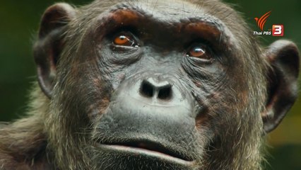 ท่องโลกกว้าง "มหัศจรรย์ชีวิตสัตว์เลี้ยงลูกด้วยนม ตอน กลางพงไพร" วันที่ 17 กุมภาพันธ์2568