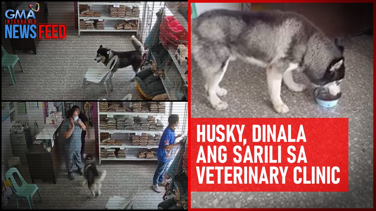 Husky, dinala ang sarili sa veterinary clinic | GMA Integrated Newsfeed