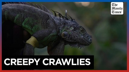 Taiwan bounty hunters kill invading iguanas as numbers soar