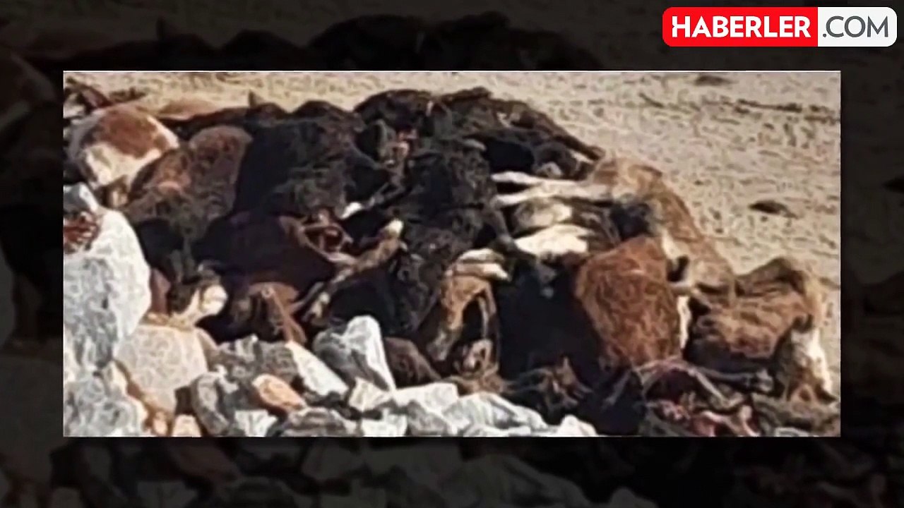 Kütahya'da taş ocağında telef olmuş 30 büyükbaş hayvan bulundu