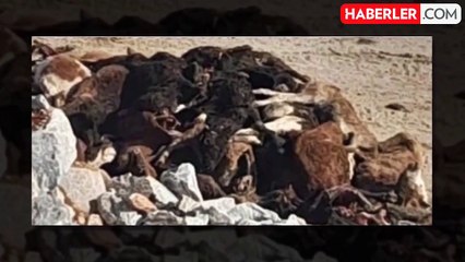 Kütahya'da taş ocağında telef olmuş 30 büyükbaş hayvan bulundu