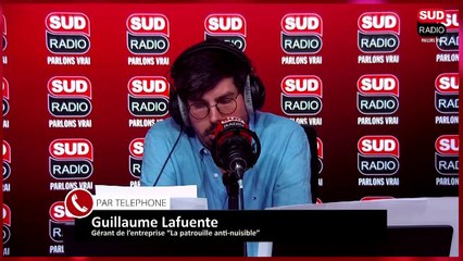 Chenilles processionnaires : une plateforme interactive permet de signaler leur présence