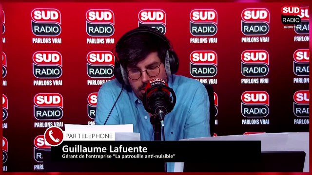 Chenilles processionnaires : une plateforme interactive permet de signaler leur présence