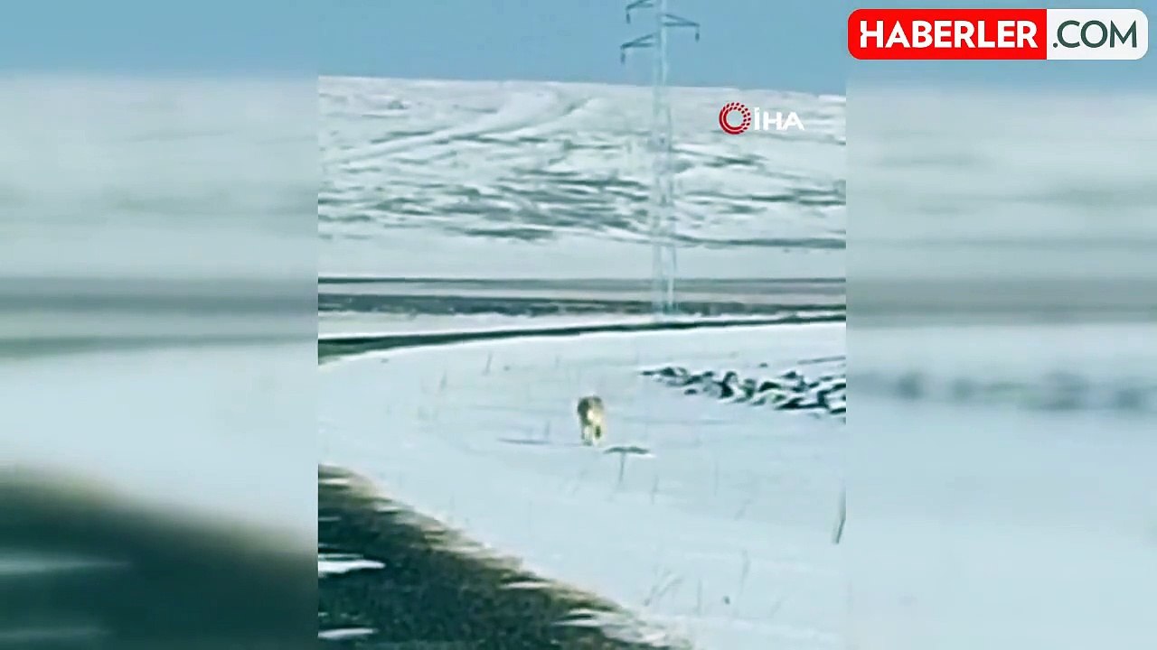 Kurtlar Yerleşim Yerlerine İnerken Görüntülendi