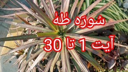 Surah Taha | Tajweed quran | beautiful voice | quran recitation |