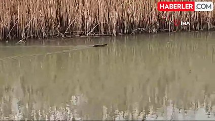 Çanakkale'de Nadir Görülen Su Samuru Kamerada
