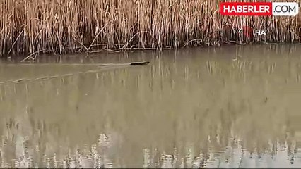 Çanakkale'de Nadir Görülen Su Samuru Kamerada