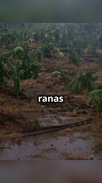 El Misterio de la Lluvia de Animales: Causas y Curiosidades