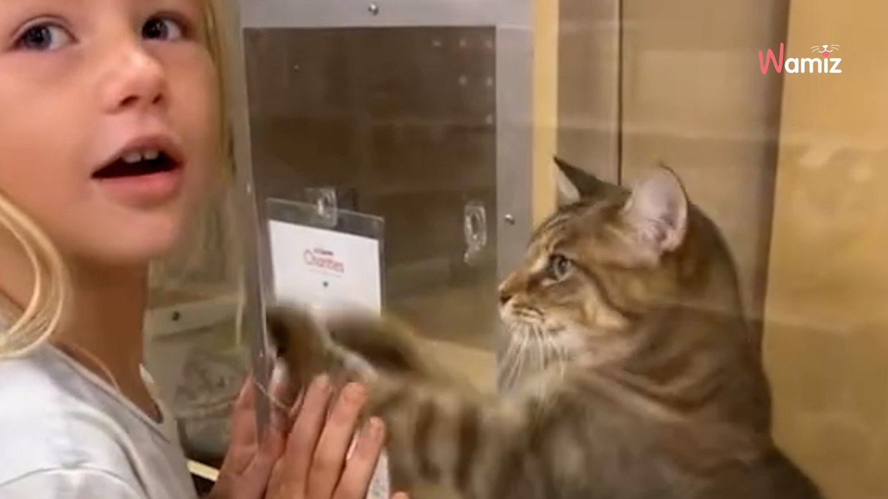 Ils passent devant la cage d'un chat à adopter : la réaction du chat va totalement chambouler leurs plans (vidéo)
