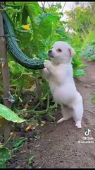 Funny Moments of Cat & Dog Bosses - Episode 31 |  Meow & Woof Universe