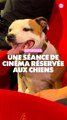 Reportage : Une séance de cinéma réservée aux chiens