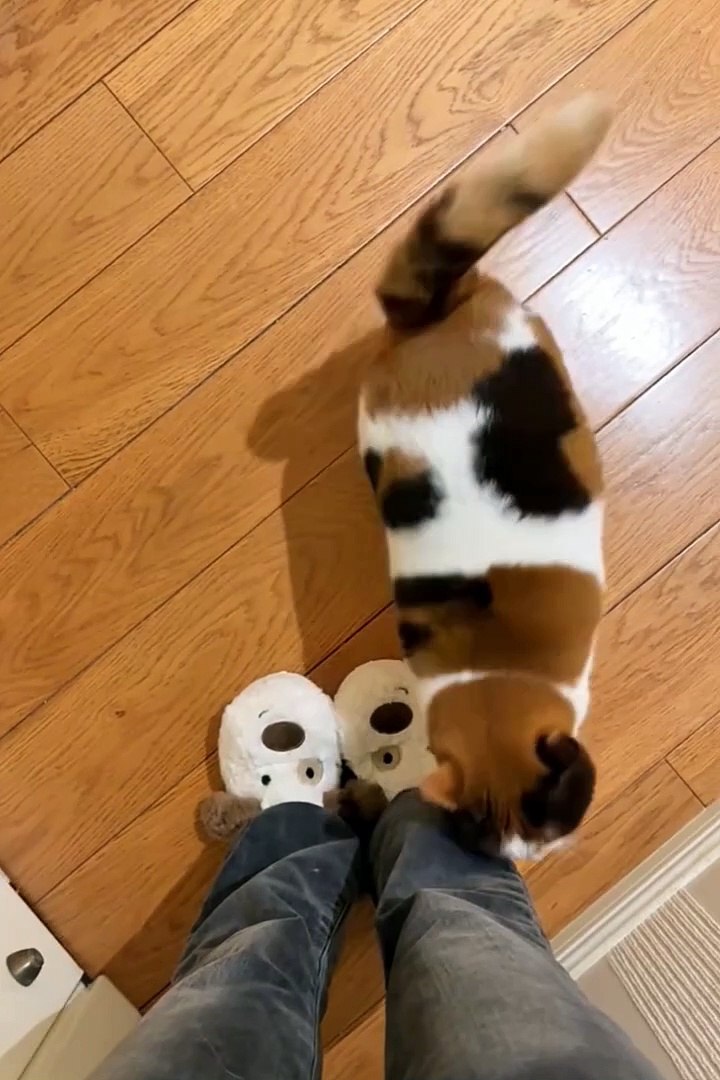 ⁣My pets😼🙄 #cat #cuteanimals #pets #short