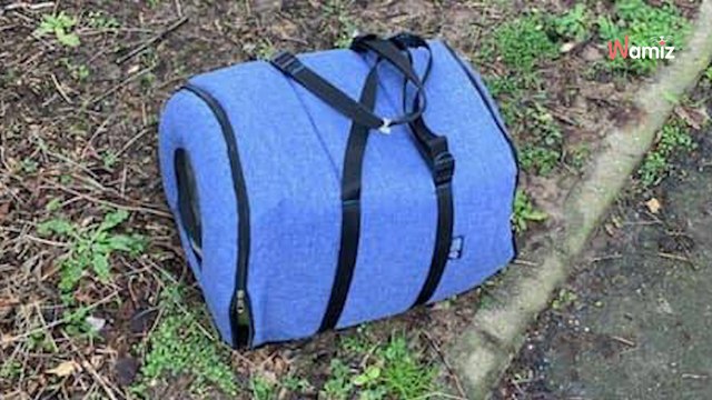 Aéroport de Paris-Charles de Gaulle : ils découvrent un sac abandonné avec un chat enfermé à l'intérieur