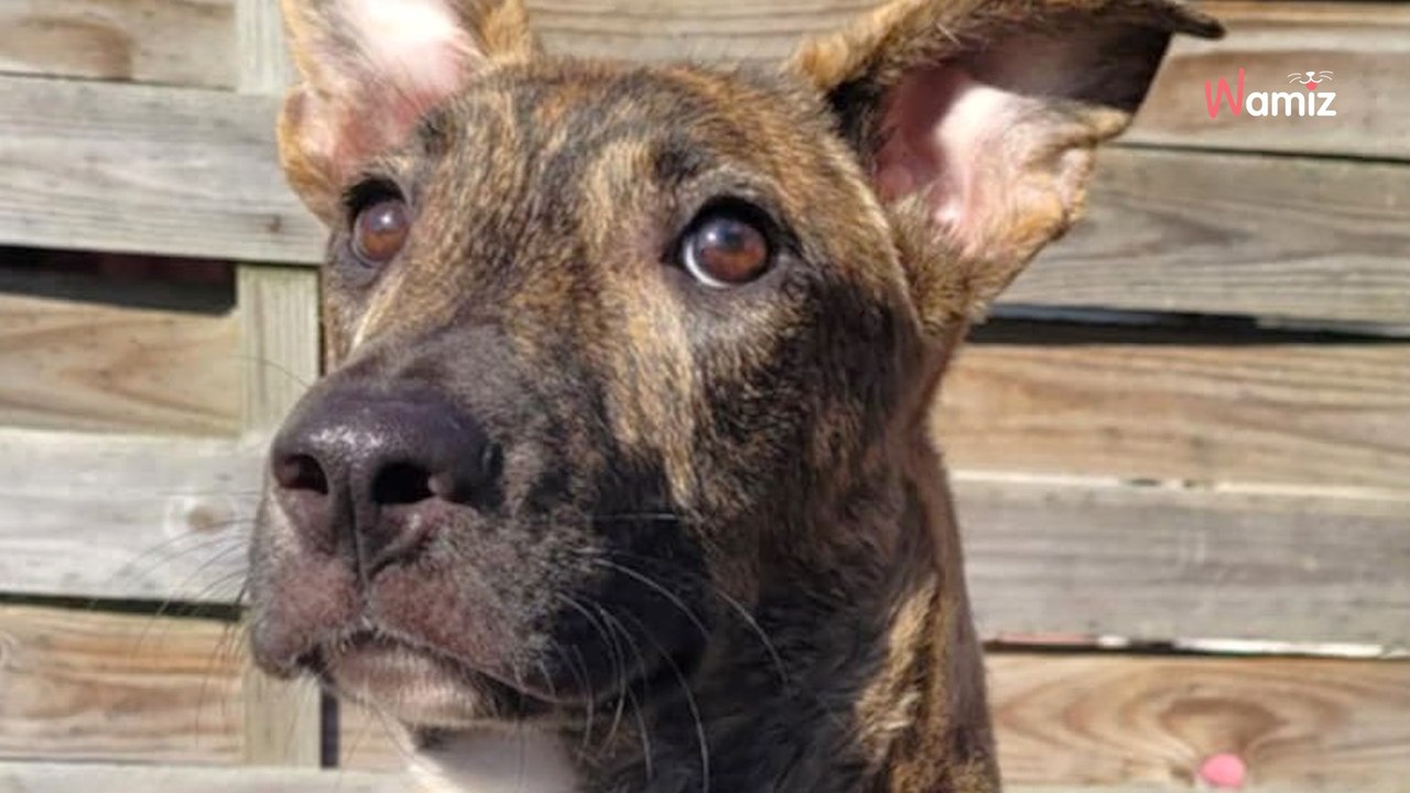 Ce chien qui a survécu à une tentative de noyade attend toujours de trouver une famille très douce et patiente