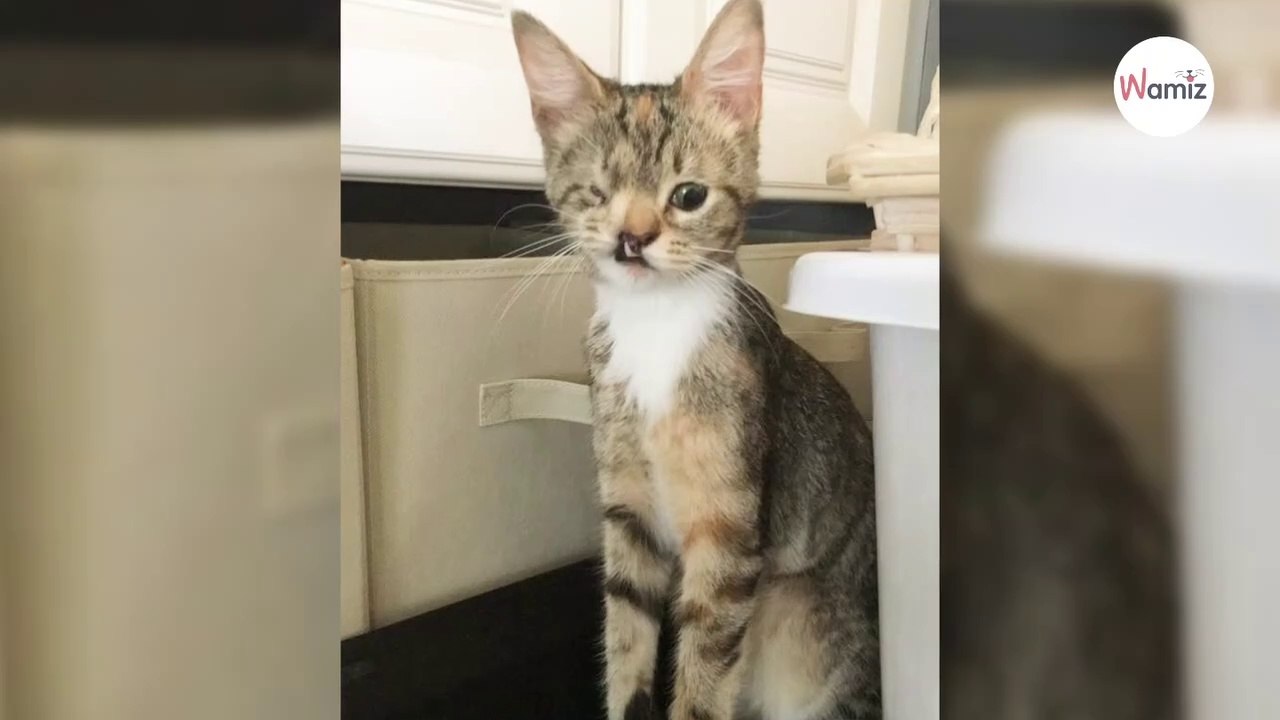 „Hässliche Katze“ führt plötzlich das Leben einer Super-Models (Video)