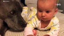 Pitbull liegt mit dem Baby im Bett: Hier halten alle den Atem an (Video)
