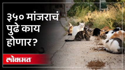 मांजरीच्या मालकिणीची खोटी माहिती  महापालिका कारवाई करणार?  रहिवाशांना दिलासा केव्हा मिळणार?