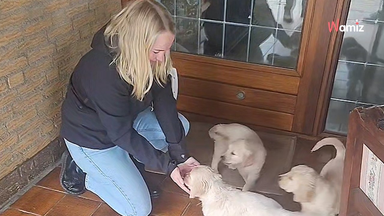 Woman wants to choose a puppy but what happens next melts millions of hearts