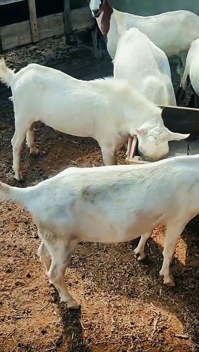 Pets life #trending #usa #viral #shortvideo #baby #pet #animals #goats #bakra #bakramandi