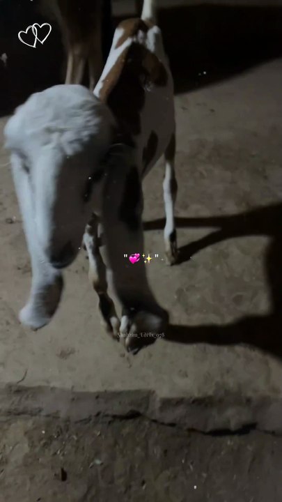 Pets life #trending #usa #viral #shortvideo #baby #pet #animals #goats #bakra #bakramandi