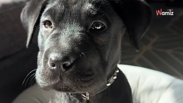 Kobieta sądzi, że kupuje labradora. Kilka miesięcy później nie wierzy własnym oczom