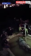 Timsah, kendisine yem veren yaşlı adam saldırdı