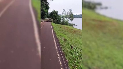 Internautas reclamam de árvore caída interditando a pista de caminhada do Lago