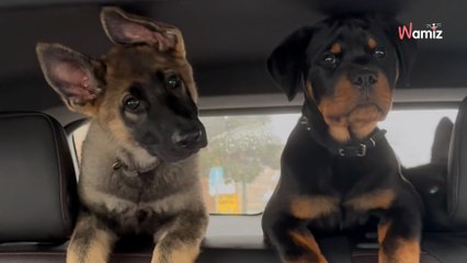 Ils prennent une décision choquante à propos de 3 chiots : 1,3M d'internautes pensent avoir mal compris (vidéo)