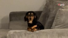 Deja a su cachorro salchicha solo en casa: en 10 minutos, se la lía parda