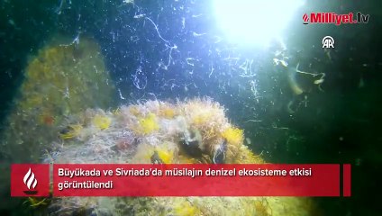 Kabus Marmara'nın dibinde! Büyükada ve Sivriada'nın derinlerinde görüntülendi