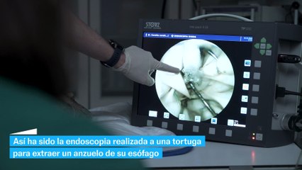 Endoscopia a una tortuga para extraer un anzuelo de su esófago