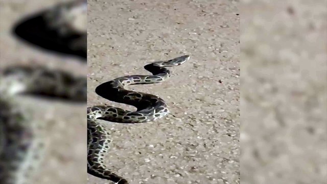 Cobras venenosas no Tropical II: Moradores fazem alerta para grande número de serpentes encontradas