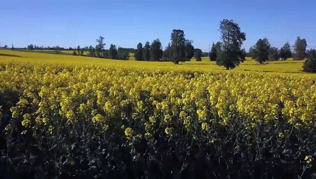 Whispers of Peace | Music to Unwind Your Soul