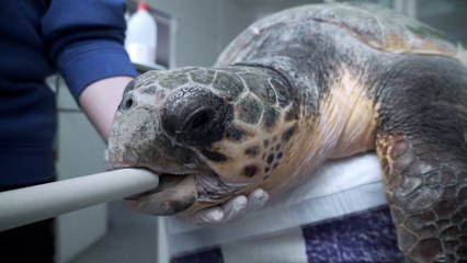 Así ha sido la endoscopia realizada a una tortuga para extraer un anzuelo