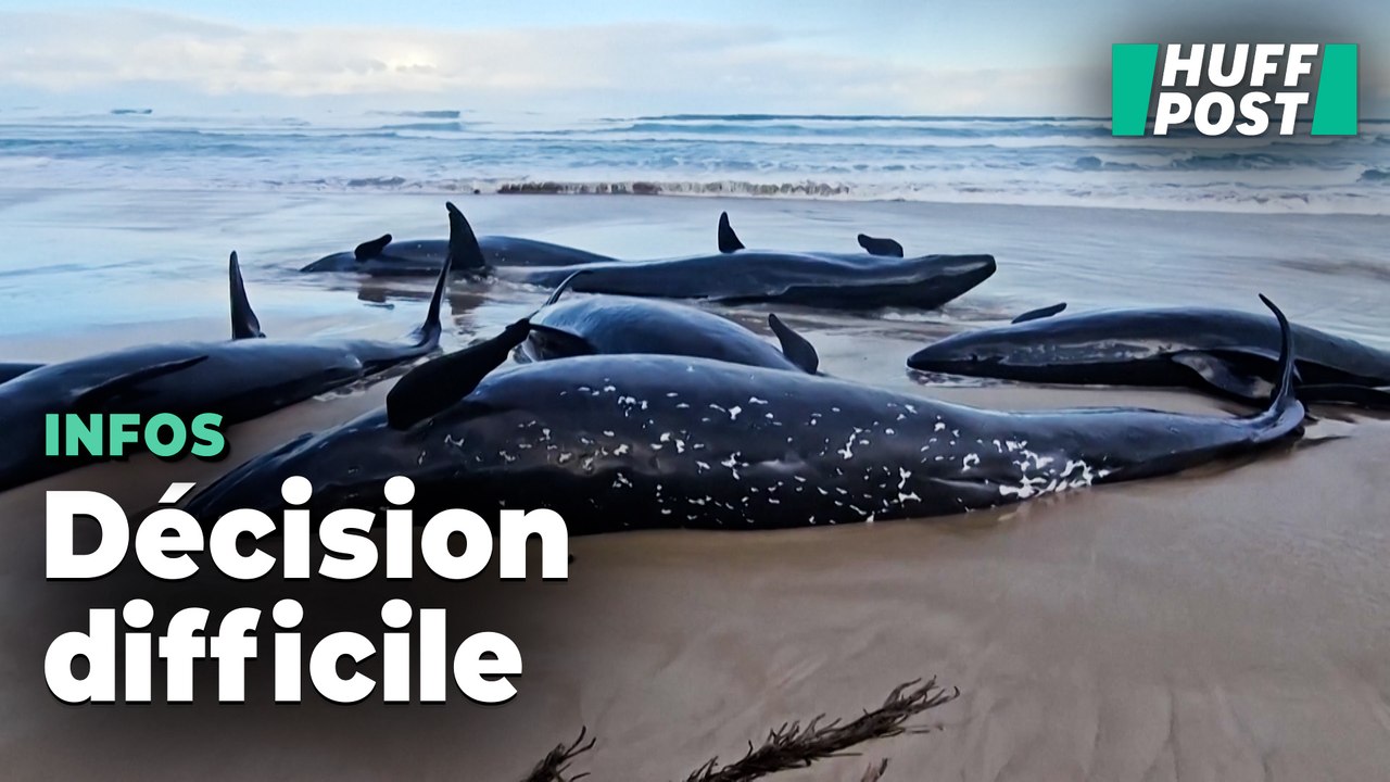 En Australie, des dizaines de dauphins euthanasiés après cet échouage massif
