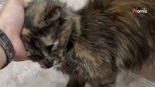 Gatita bosque de Noruega olvidada en la calle: Kitty sueña con una familia que la haga sentir segura