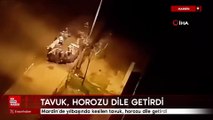 Mardin'de yılbaşında kesilen tavuk, horozu dile getirdi