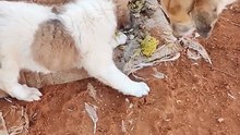 سبحان الله