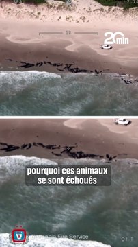 Australie : Plus de 150 dauphins s'échouent sur une plage de Tasmanie