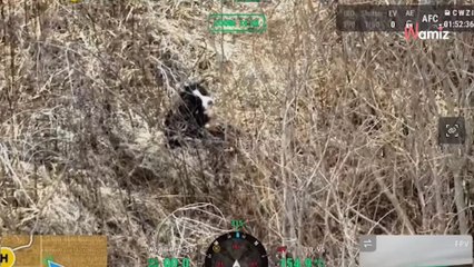 They lost their dog for a week until someone with a drone came to the rescue