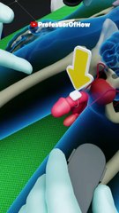 Bryan Johnson Experiments (3D Animation) - by Professor Of How