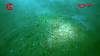 Prof. Dr. Mustafa Sarı: Marmara'da müsilaj yoğunlaşıyor